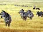 zebra' s grazing on grassland in Africa ; 