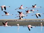 Lesser Flamingo, Phoenicopterus minor. Photographed in flight at the wetlands south of Walvis Bay Namibia.