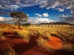 Single tree on the red dunes of Namibia late afternoon with clouds building up for a thunderstorm to follow amongst the dunes of a private nature reserve in Namibia