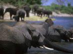 Ivory-tusked members of the worlds largest concentration of elephants enjoy Chobe's filling station as migratory pachyderms use their nimble proboscis to clean and chow down. Chobe, Botswana