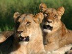 Lionesses resting in shade, Botswana.