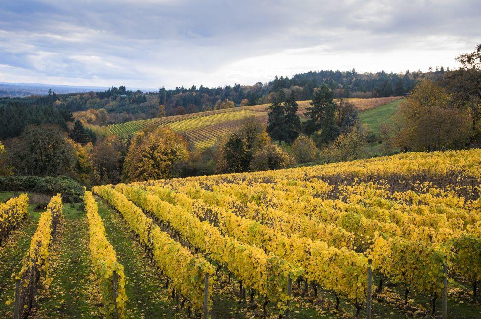Changing vineyard leaves in fall, Willamette Valley, Oregon