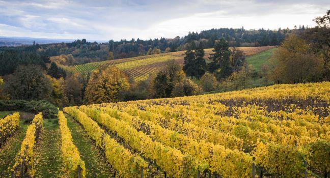 Changing vineyard leaves in fall, Willamette Valley, Oregon