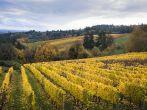 Changing vineyard leaves in fall, Willamette Valley, Oregon
