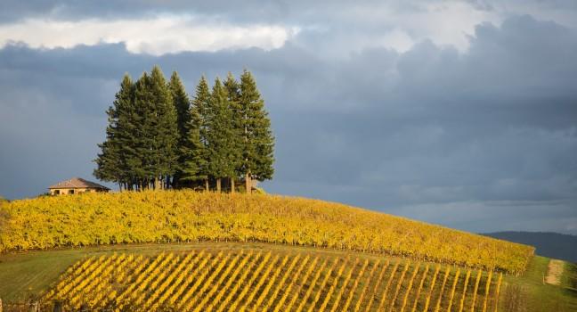 Changing vineyard leaves in fall, Willamette Valley, Oregon.