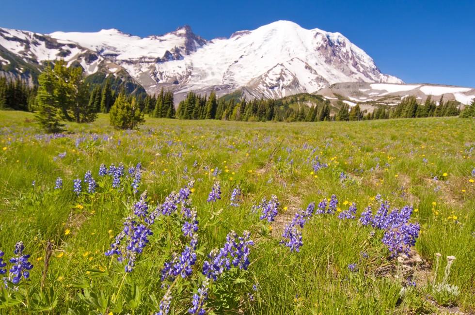The MT Rainier with Beautiful Wildflower in the foreground.