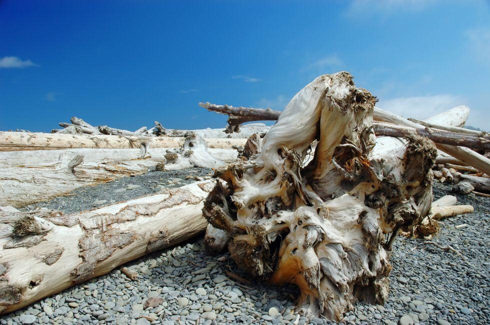 Driftwood and logs at the beach on Dungeness spit, Washington