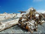 Driftwood and logs at the beach on Dungeness spit, Washington