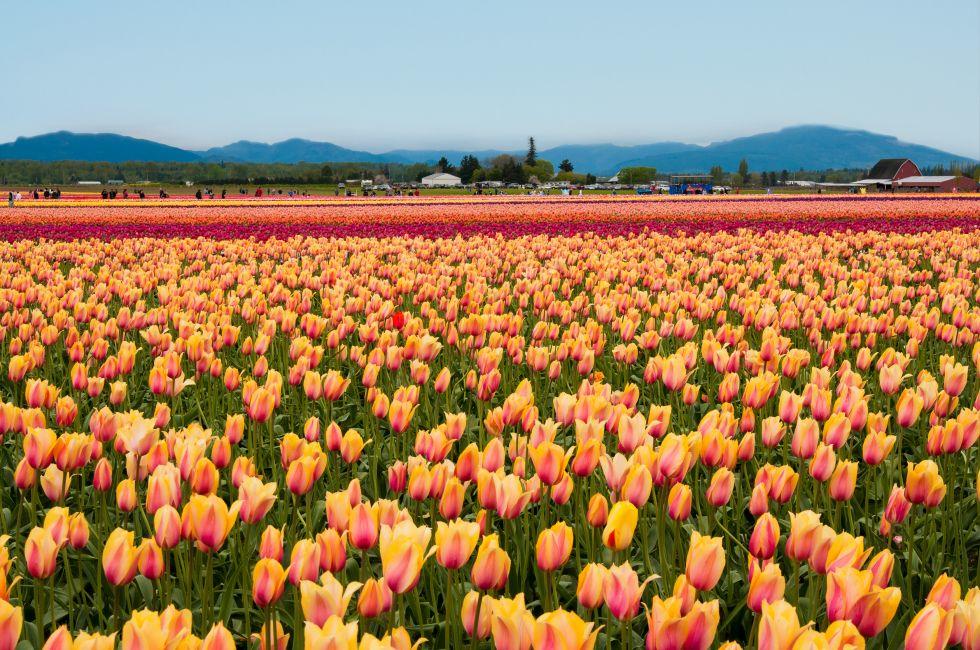 Yellow-pink tulips on the field in Sequim, Washington