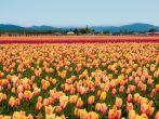 Yellow-pink tulips on the field in Sequim, Washington
