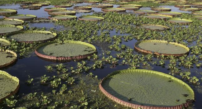 Giant Amazon water lily, Victoria amazonica, Brazil; 