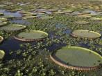 Giant Amazon water lily, Victoria amazonica, Brazil; 