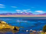Atacama Desert with Flamingos, Chile