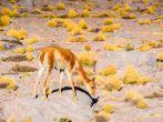 Lama in the Atacama desert, Chile