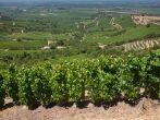 apalta valley wineyard