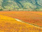 Beautiful Vineyard path in the central valley of Chile.