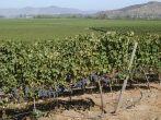 black grape vineyards in the central valley of Chile
