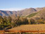 Vineyards in the Limari Valley in Central Chile
