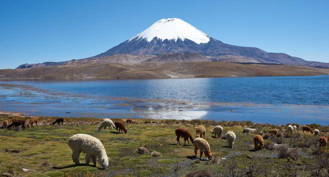 Alpaca's grazing on the shore of Lake Chungara at the base of Parinacota Volcano, 6,324m high, in the Altiplano of northern Chile.