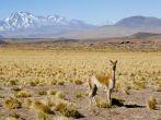 Vicuna in the Altiplano - Chile