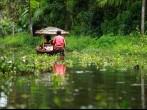 Palm tree tropical forest in backwater of Kochin, Kerala, India; 