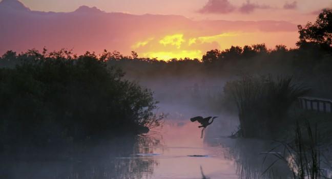 Everglades National Park at Sunrise with the Silhouette of a Flying Heron; Shutterstock ID 104417945; Project/Title: Go While You Can &#xe2;&#x80;&#x93; In-Danger World Heritage Sites; Downloader: Melanie Marin