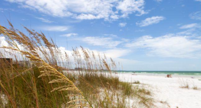 Siesta Key Beach is located on the gulf coast of Sarasota Florida with powdery sand.