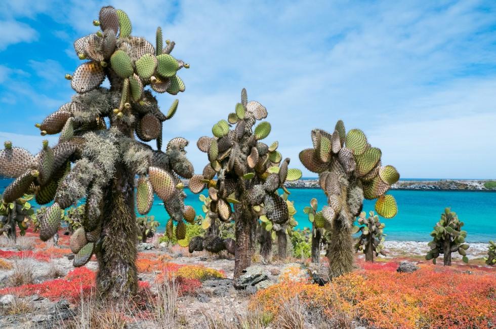 The Galápagos Islands Travel Guide - Expert Picks for your Vacation |  Fodor's Travel