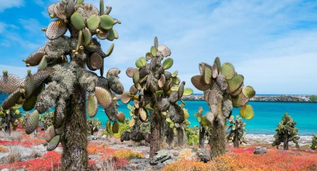 Beautiful landscape of Galapagos South Plaza island; 