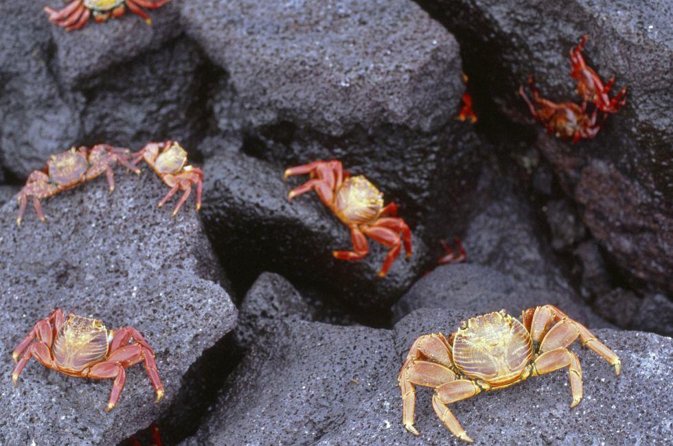Tiptoeing sideways; Sally Lightfoot crabs are agile, algae-feeding crustaceans whose scamper nimbly evades capture on the dark volcanic seashore, Espanola Island, Galapagos