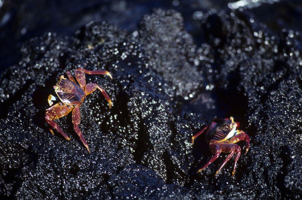 Sally lightfoot Crabs, Galapagos