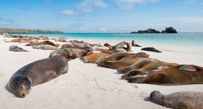 Espanola Island Galapagos with many sea-lions sleeping on a beach.