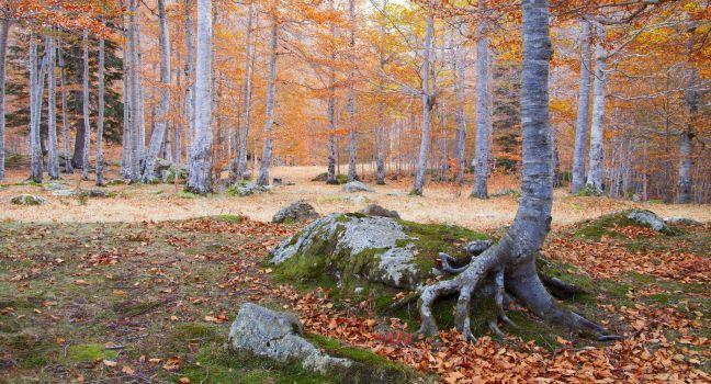 beech forest in autumn, Pyrenees, Vielha, Spain