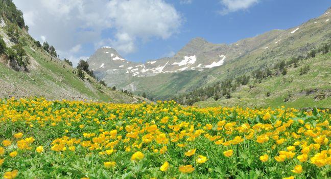 Spanish Pyrenees - The Buttercup &amp; Mountain Valley, Benasque Valley, Posets Maladeta National Park, Huesca, Aragon, Spain