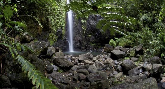 Fresh rainwater flows through a pristine rainforest on the island of Raiatea in French Polynesia.  This island has both beautiful reefs and forests to explore.; 