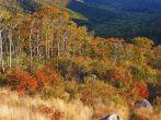 Autumn landscape with mountains in Shenandoah National park