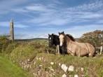 two Irish horses and ancient round tower in the beautiful Ardmore countryside of county Waterford Ireland; 