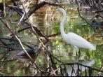 White heron in Panamanian swamp on Isla Galeta, Colon.