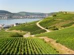 Rudesheim, Germany; Vineyards in Rudesheim am Rhein; Shutterstock ID 170931455; Project/Title: Viking Destinations; Downloader: Fodor's Travel