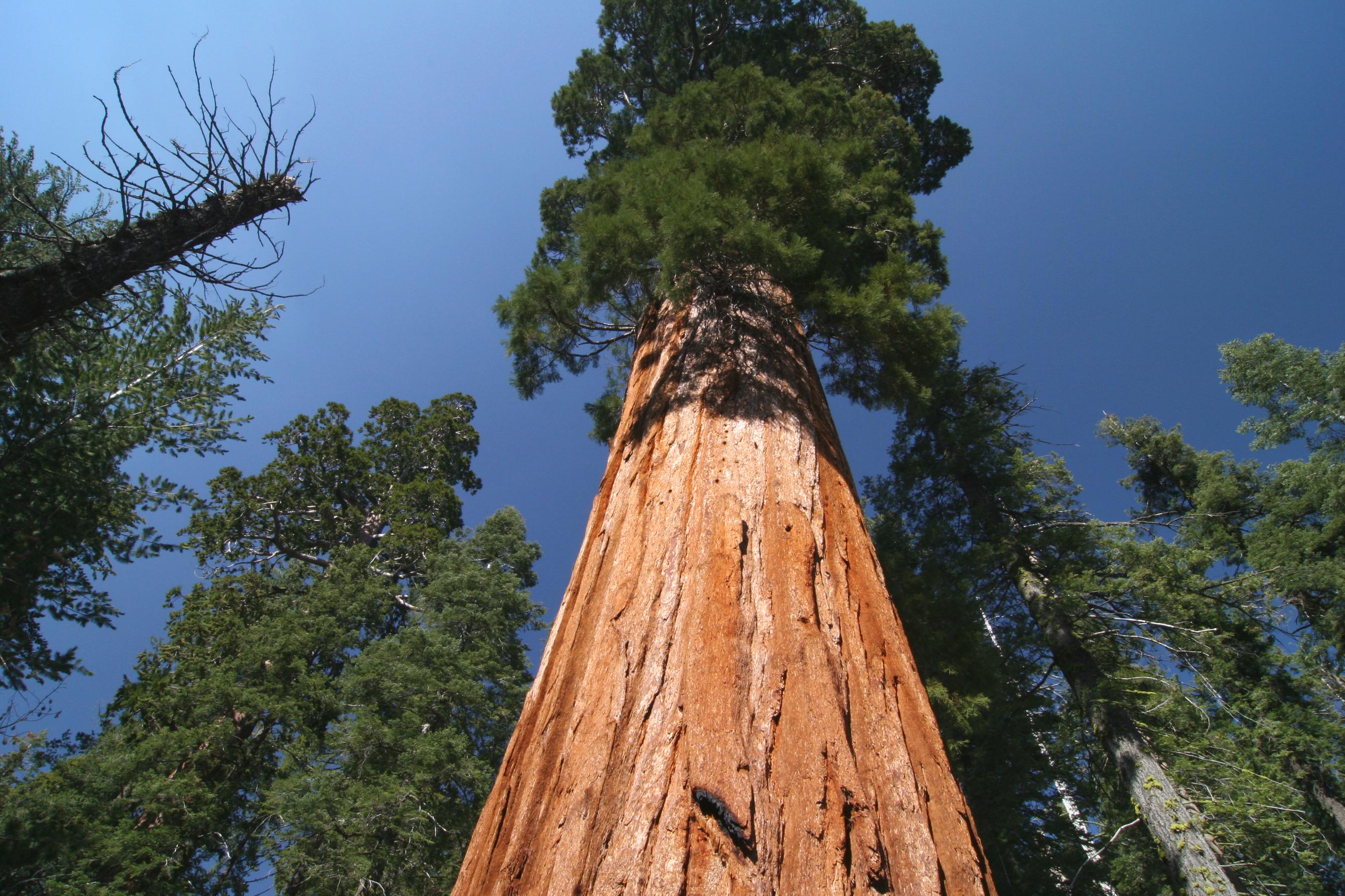 Sequoia and Kings Canyon National Parks