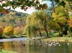 Beneath weeping willows a flock of geese swim lazily on the still surface of beautiful river. River is in Asheville North Carolina in the Fall.