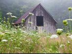 Old barn in field of Queen Anne's lace in Brevard, North Carolina on an early misty morning.