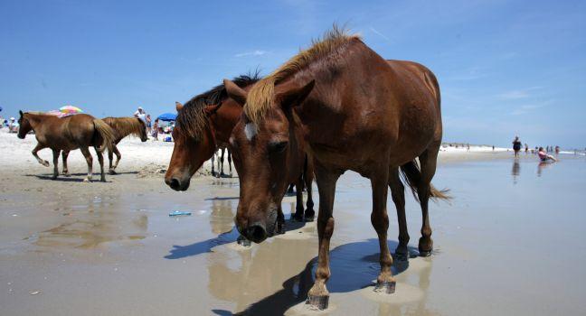 Ponies, Beach, Assateague Island