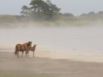 Mare with young foal in morning fog at Chicoteague National Wildlife Reserve.