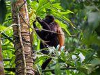 Mantled howler monkey, Alouatta palliata, eating  leaf, Cahuita national park, Costa Rica, Central America