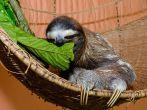 A three-toed sloth sits in her basket in a Sloth sanctuary in Costa Rica while feeding on green leaves.