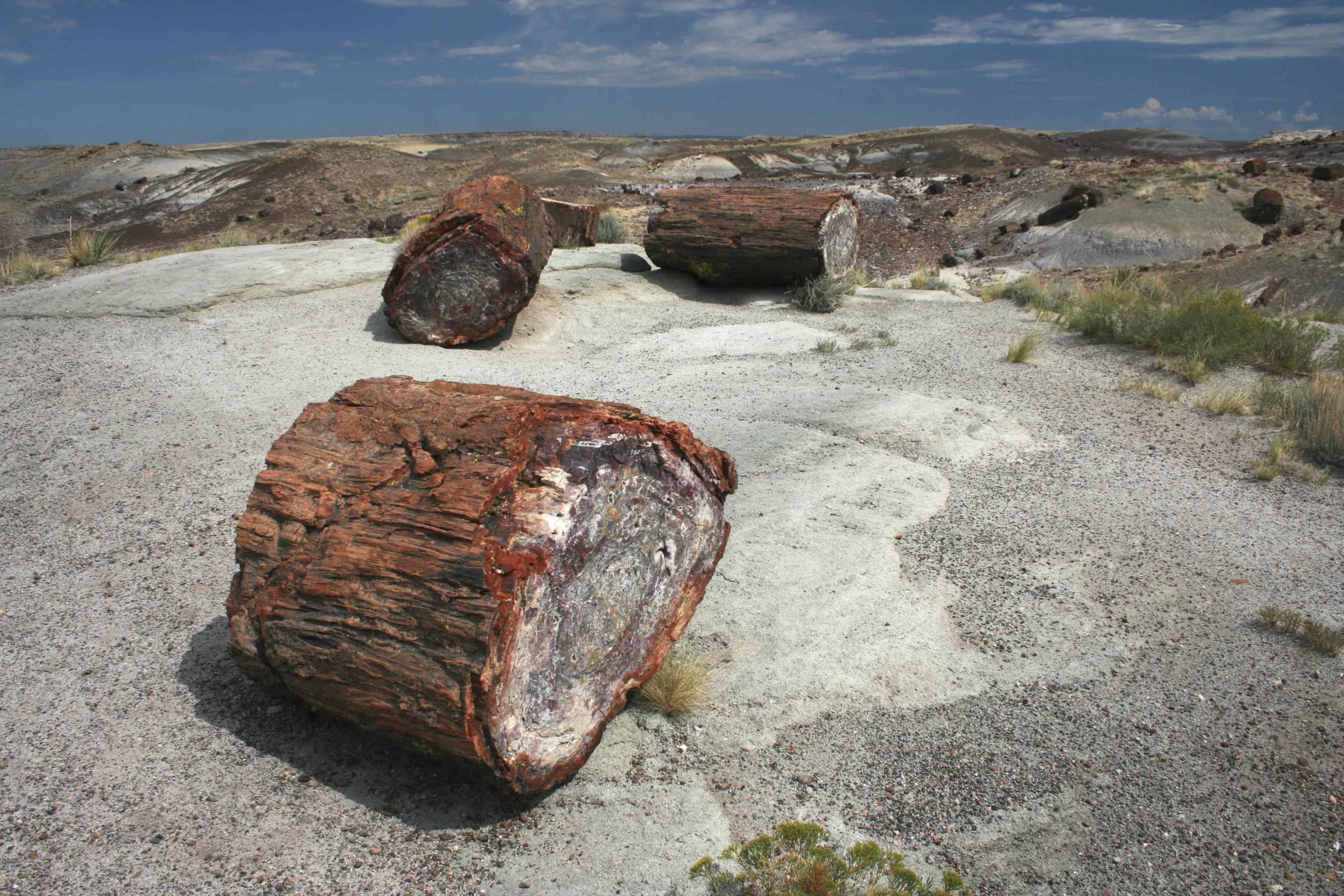 Petrified Forest National Park