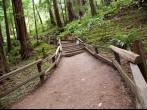 Trail through Muir Woods National Monument in San Francisco, California; 