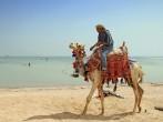 Egyptian man on his camel at Red Sea; 