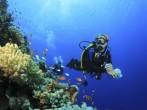 Scuba Diver and Coral Reef with Tropical Fish in the Red Sea.